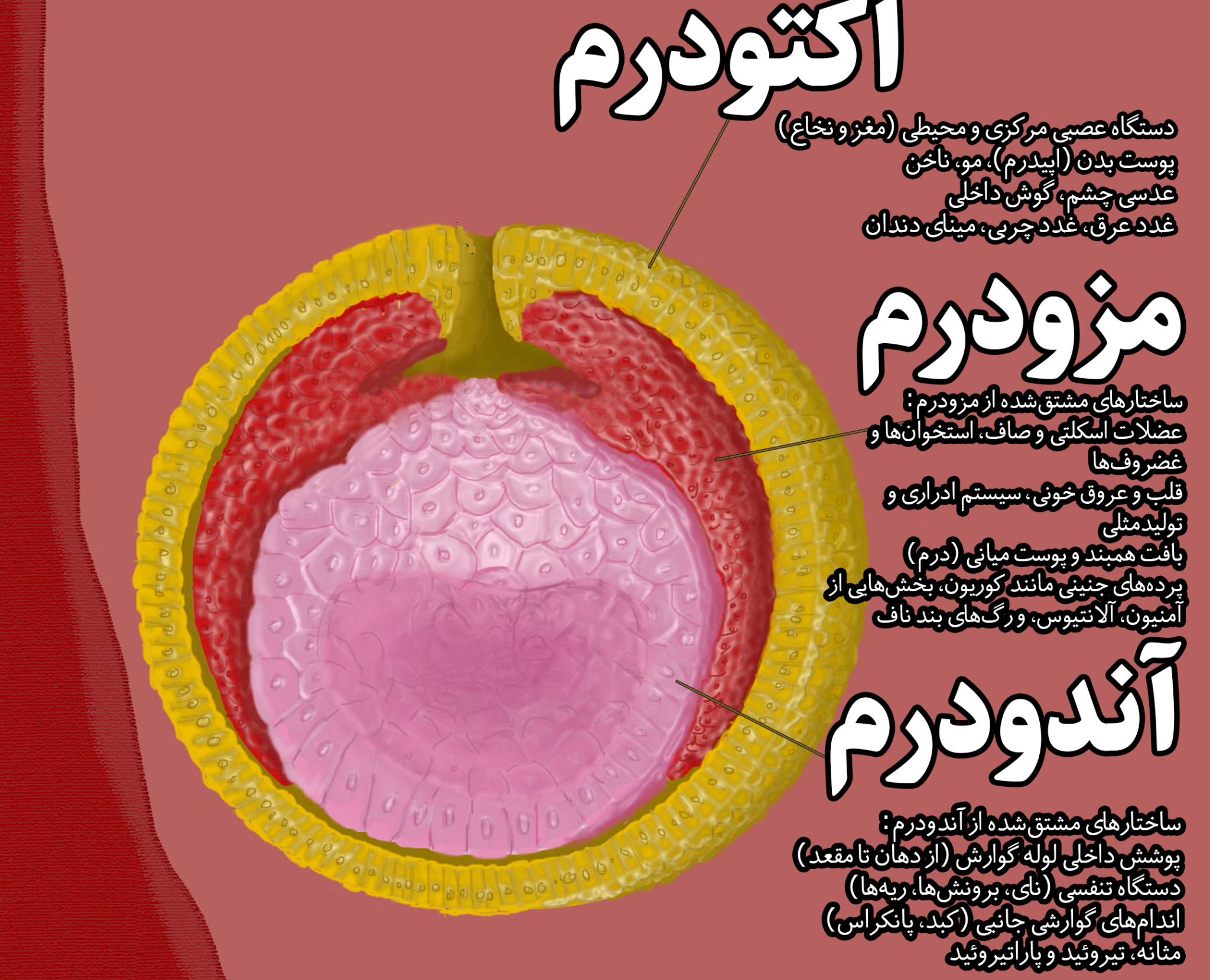 سه لایه جنینی و تجلی تاریکیهای سهگانه در قرآن پرده های جنینی در قرآن ...